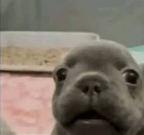 Confused Pibble